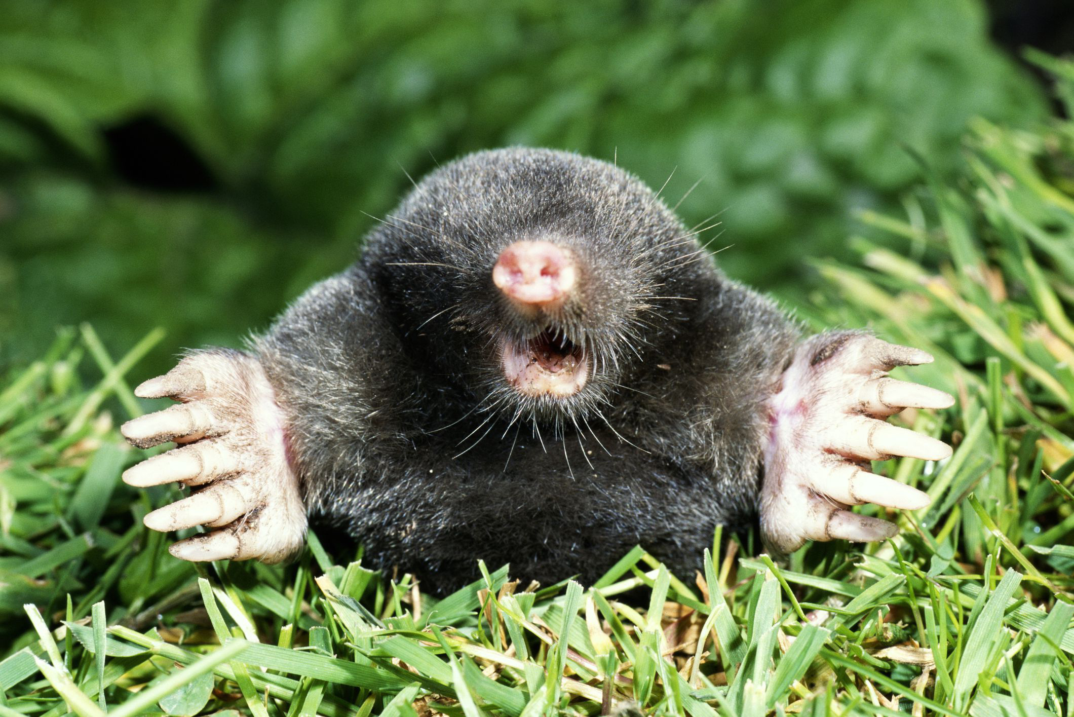 Mole Control – Tender Lawn Care